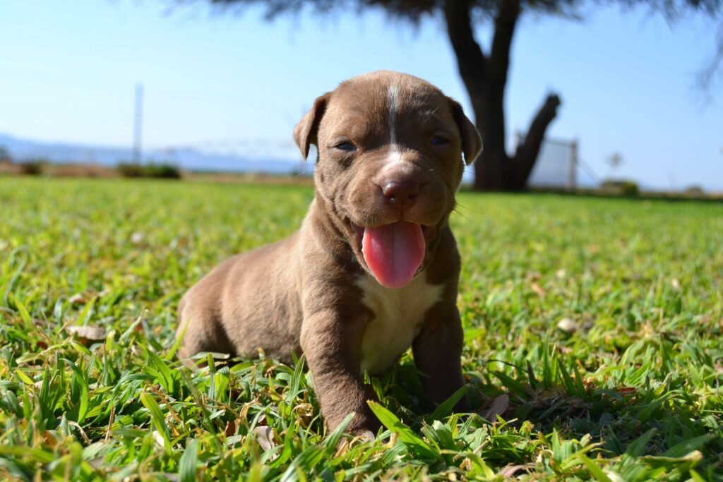 Discover why Pitbull puppies for sale make perfect pets. Learn about loyalty, intelligence. Find your ideal Pitbull Puppies