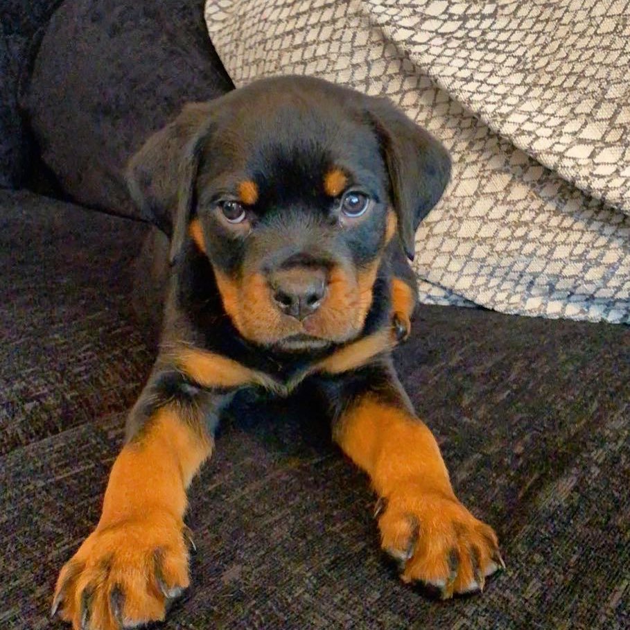 Rottweiler puppies for sale? Look no further! ChoppersDen offers a wide selection of healthy and well-trained Rottweilers