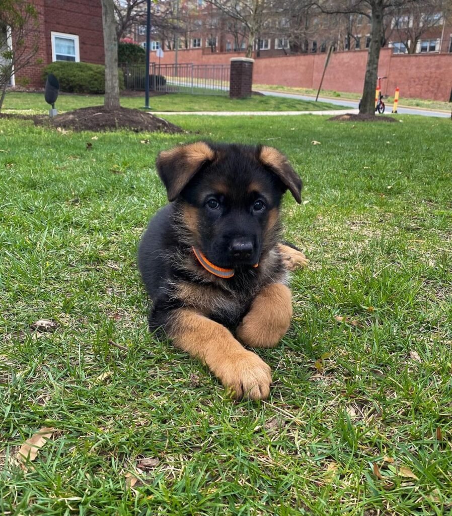 German Shepherd puppies For Sale At Affordable Prices. Buy Male and Female Puppies that are Health checked, Had Shots and Vaccine Up to Date.