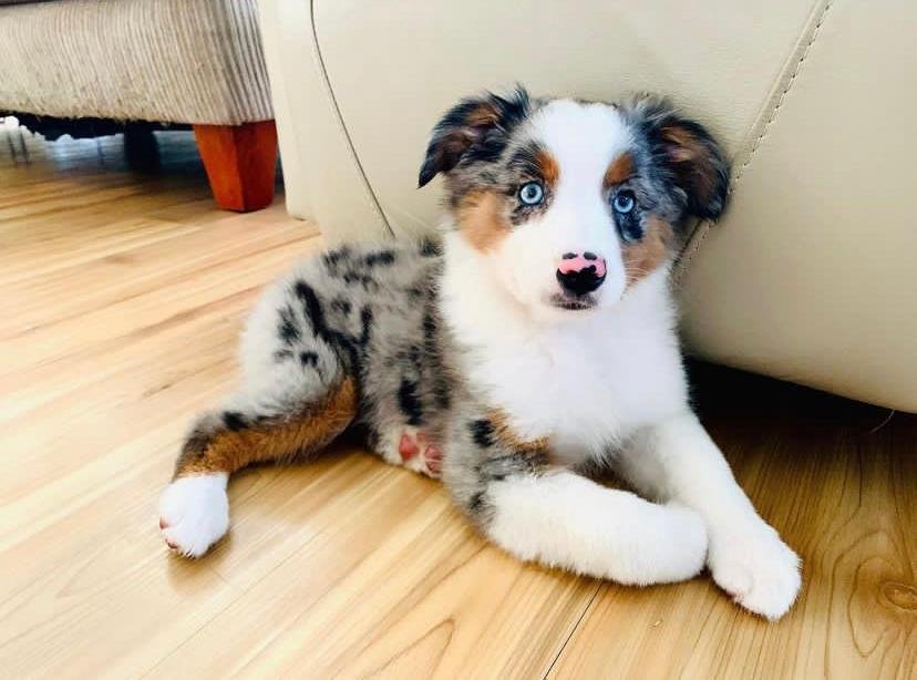 Australian Shepherds for sale? Look no further! ChoppersDen offers a captivating selection of healthy and well-trained Australian Shepherds.