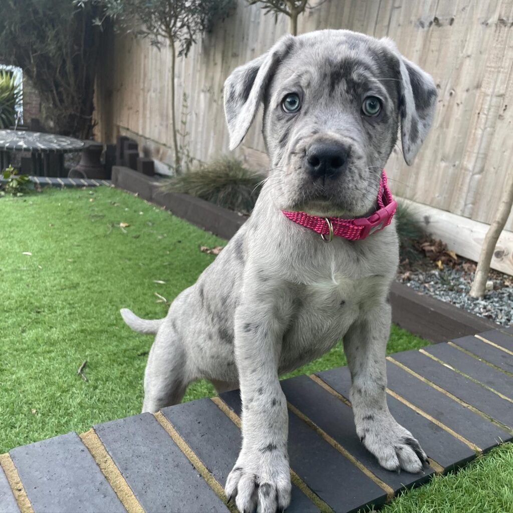 Cane Corso puppies for sale? Discover a wide selection of exceptional quality Cane Corso puppies at Choppersden