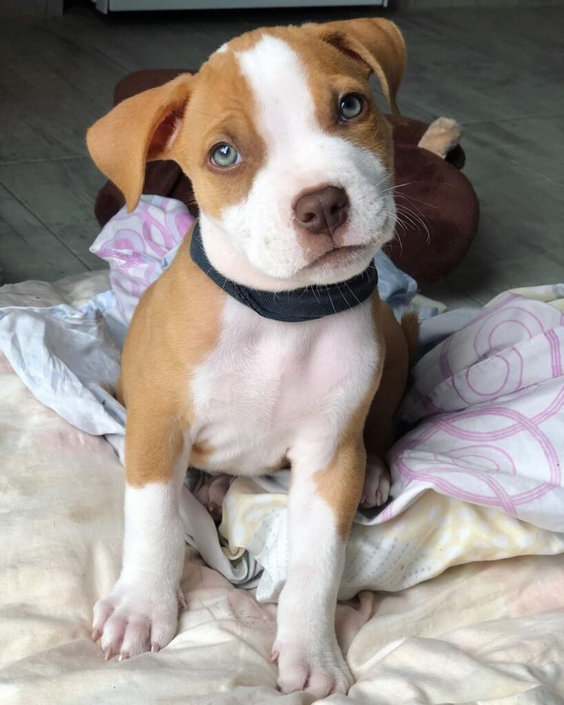 Pitbull puppies for sale? Look no further! ChoppersDen offers a wide selection of healthy and well-trained Pitbulls. Find your loyal and loving companion with us.