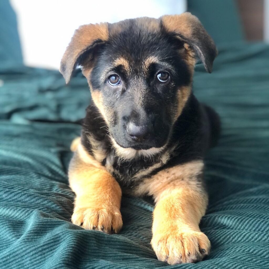 German Shepherd puppies For Sale At Affordable Prices. Buy Male and Female Puppies that are Health checked, Had Shots and Vaccine Up to Date.