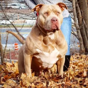 Read more about the article The Ultimate Guide to Pitbull Puppies for Sale: Why They Make Perfect Pets