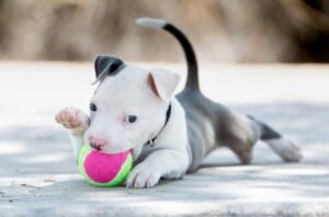 Read more about the article Best Toys and Accessories for Energetic Pitbulls