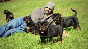 Read more about the article Best Diet for Rottweiler Puppies: A Complete Feeding Guide