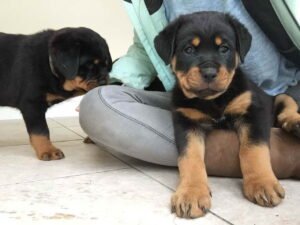 Read more about the article Fun Activities to Enjoy with Your Rottweiler Puppy